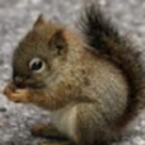 Meet your Posher, Gina - Picture 1 of 1